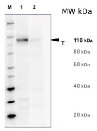 NR | Nitrate reductase, assimilatory in the group Antibodies Plant/Algal / Nitrogen Metabolism at Agrisera AB (Antibodies for research) (AS08 310)